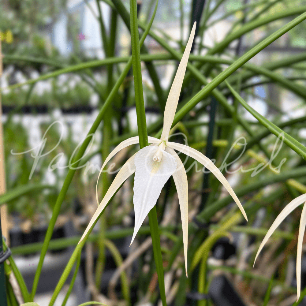 Brassavola SVO Crazyarachno (Brassavola perrinii × Brassavola